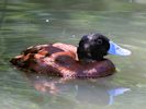 Argentinian Ruddy Duck (WWT Slimbridge July 2013) - pic by Nigel Key
